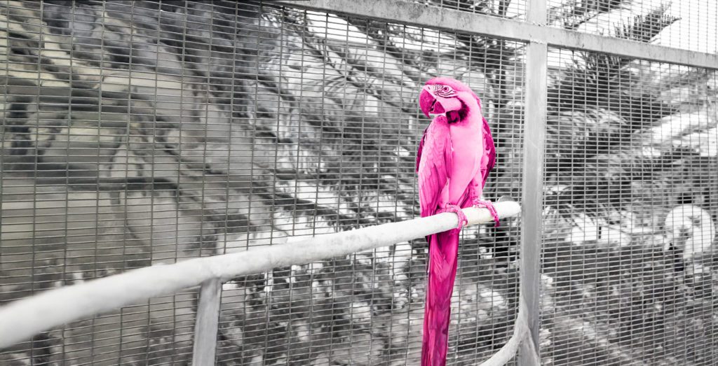 Image shows pink parrot sat on a branch extended in a cage